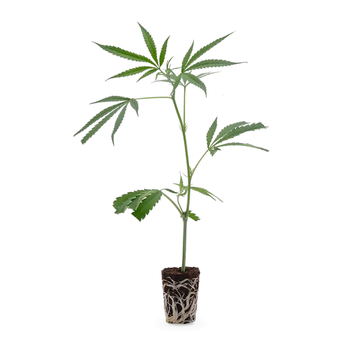 Amnesia Haze Core Cut